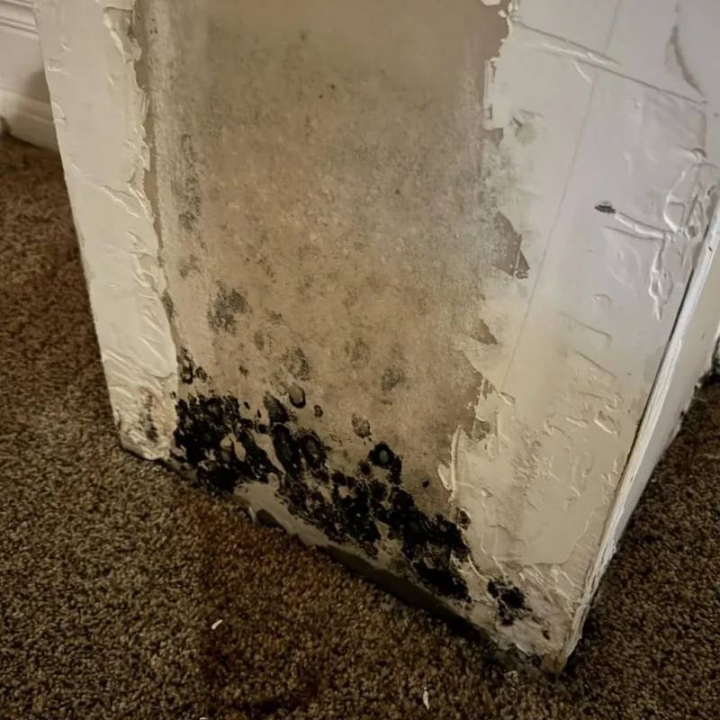 Professional Mold Removal in Peridot, AZ